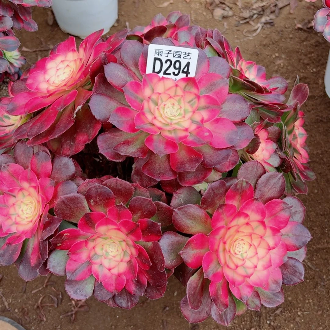 294荔枝雨子多肉植物