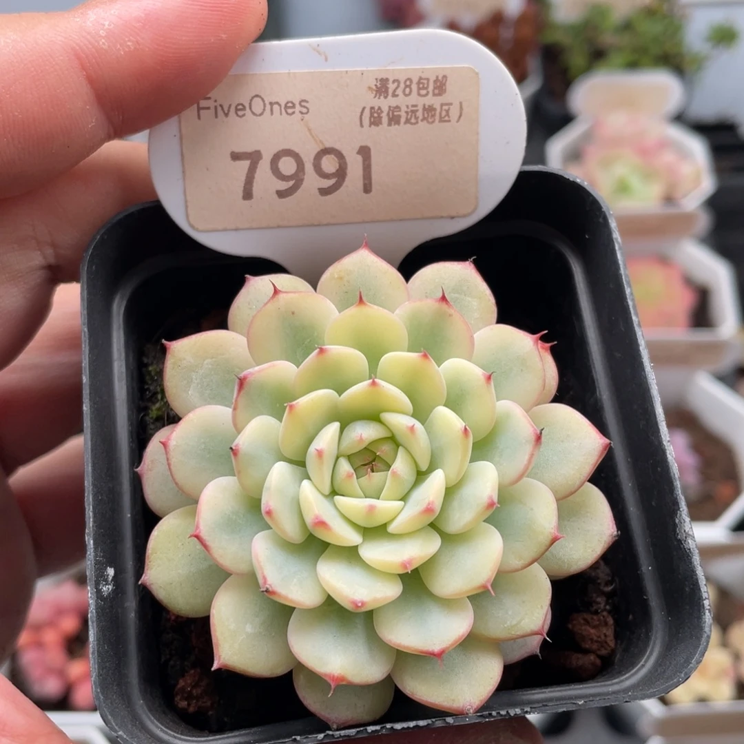 姬莲锦7991-5.5厘米