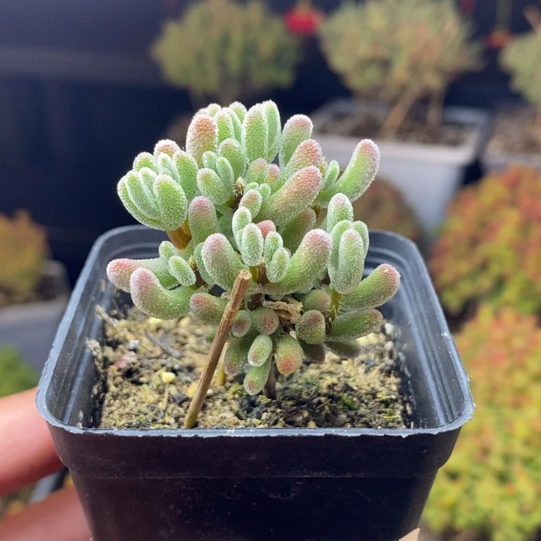 c52号实生红叶枝干