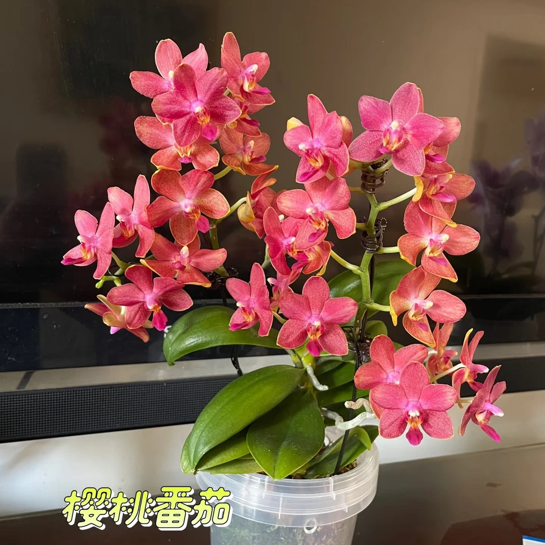 1.7寸杯不带花剑带香味宝宝苗《樱桃番茄》蝴蝶兰花苗