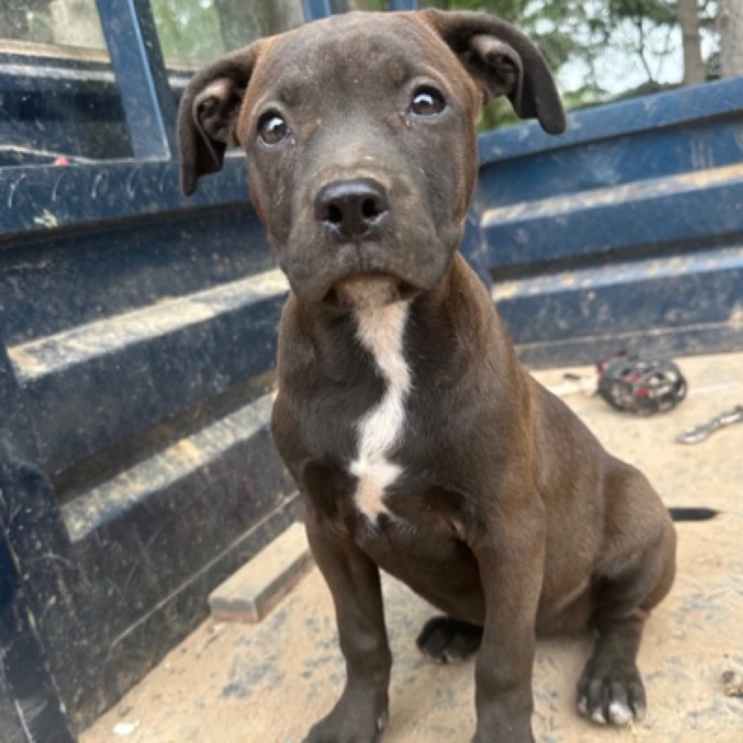 格力比特串一代