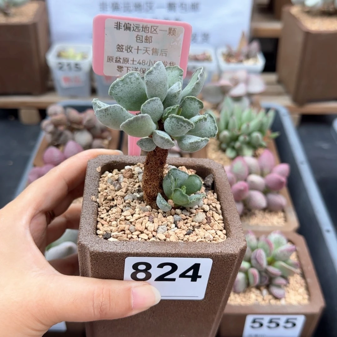 824毛库博多肉植物
