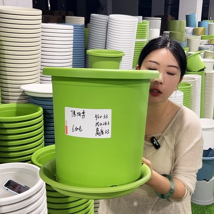 特价7号四季口33高33果绿4支带托