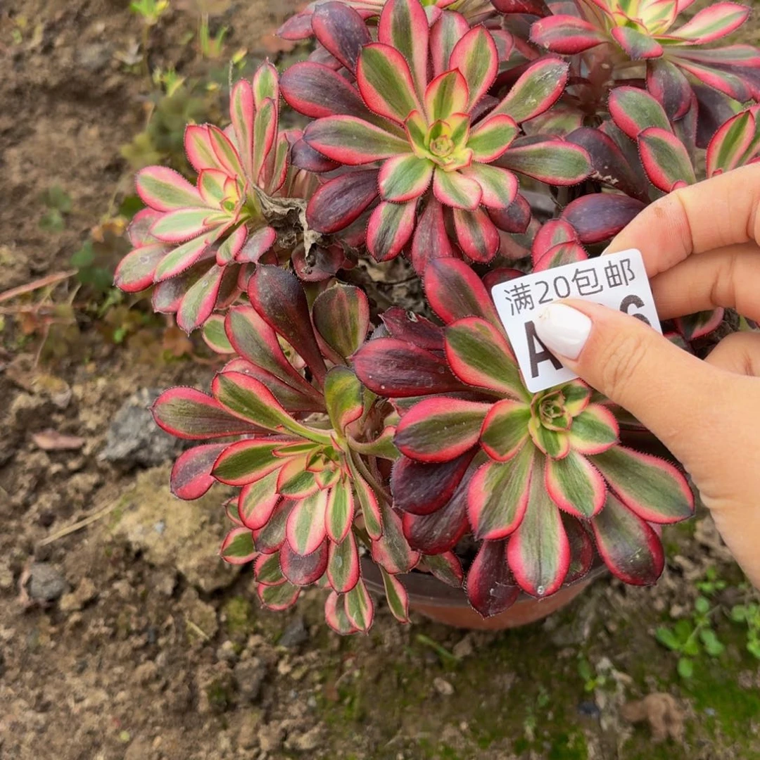 596多肉植物捧花的时候