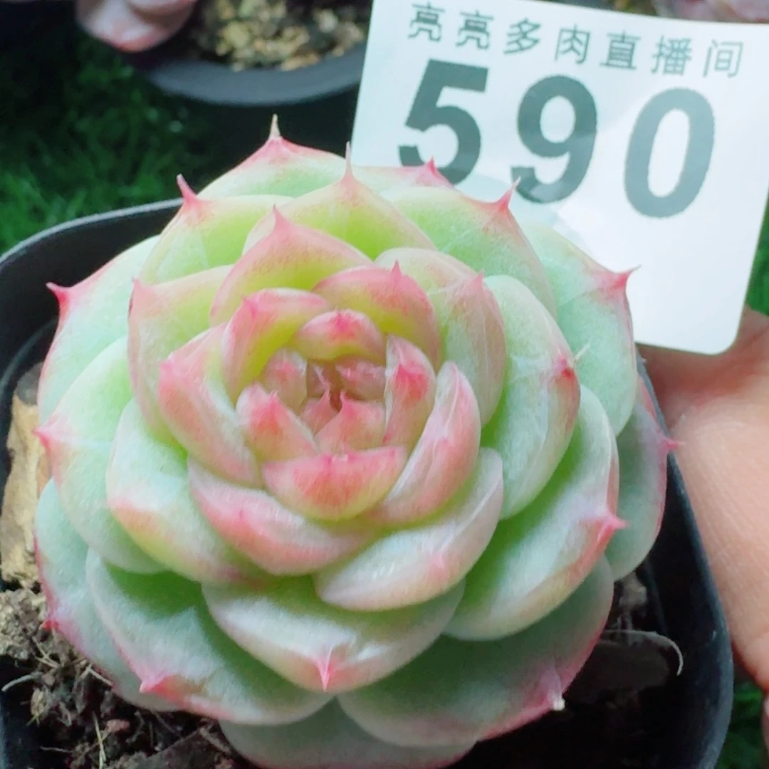 宝珠山茶      愿你一路坦途，乘风破浪展宏图