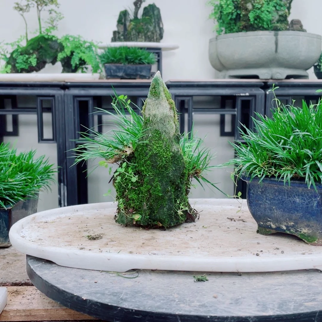 无铅玻璃-****-铁线蕨铁线蕨铁线蕨