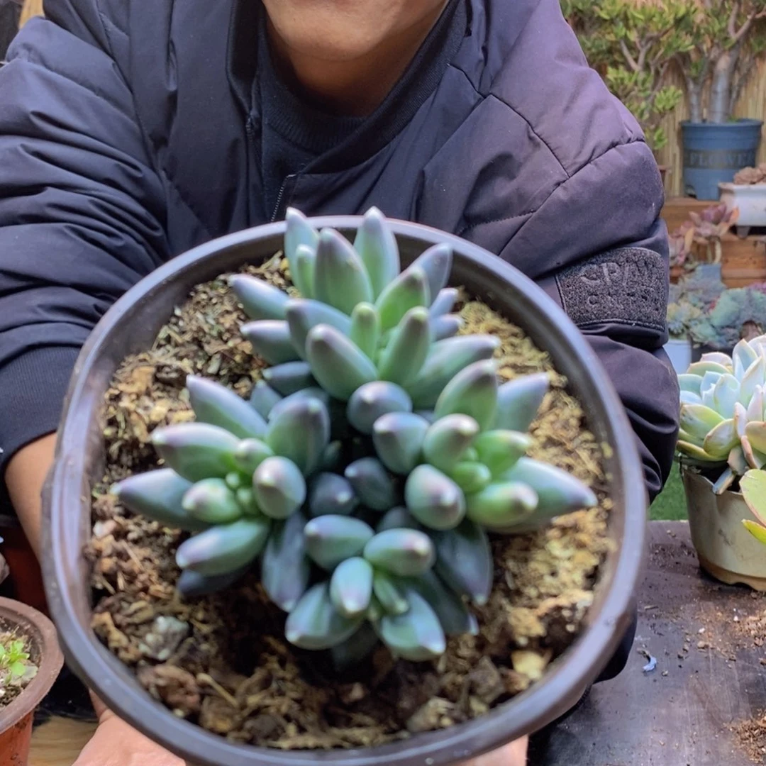 浅***Y45号乌拉克