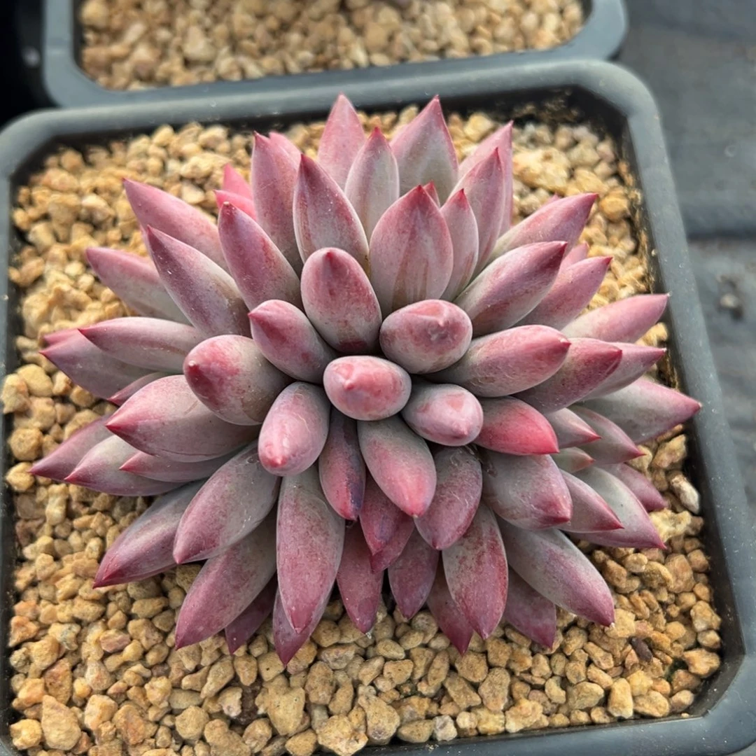 1028018 流沙体虞美人3头