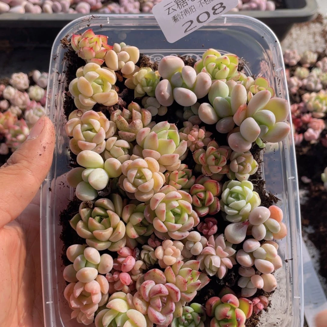 云糖心多肉植物208