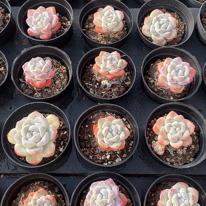 04冰玉单头 福利多多