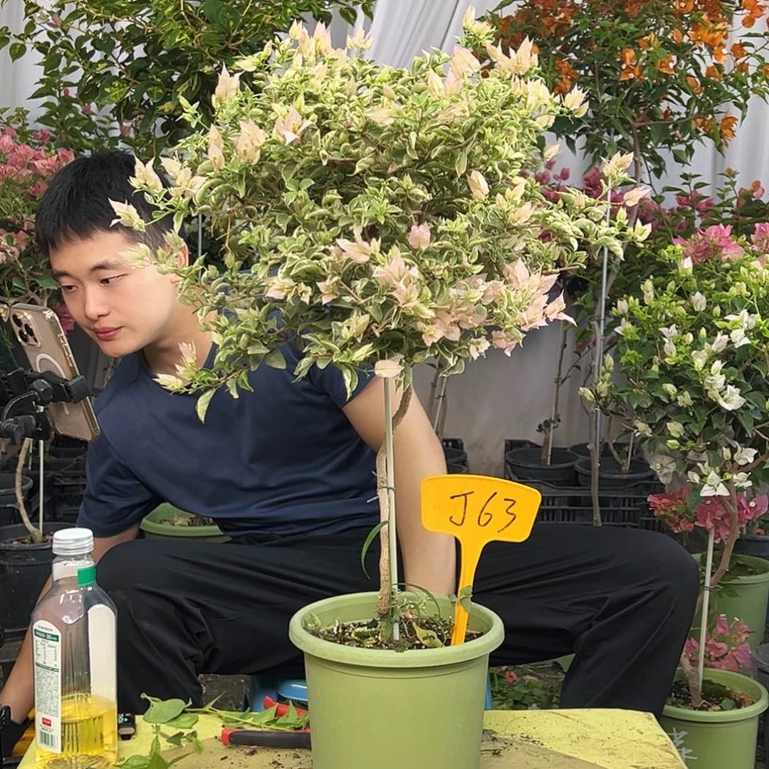 文***皇当前无花栽培后可以开花J63少女心