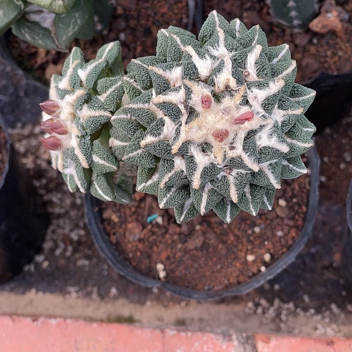 嫁接大尤黑双头福利