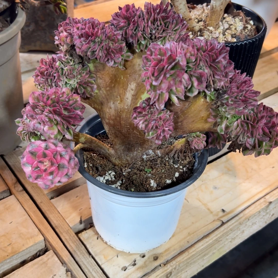 倾城缀化老桩厚板微瑕