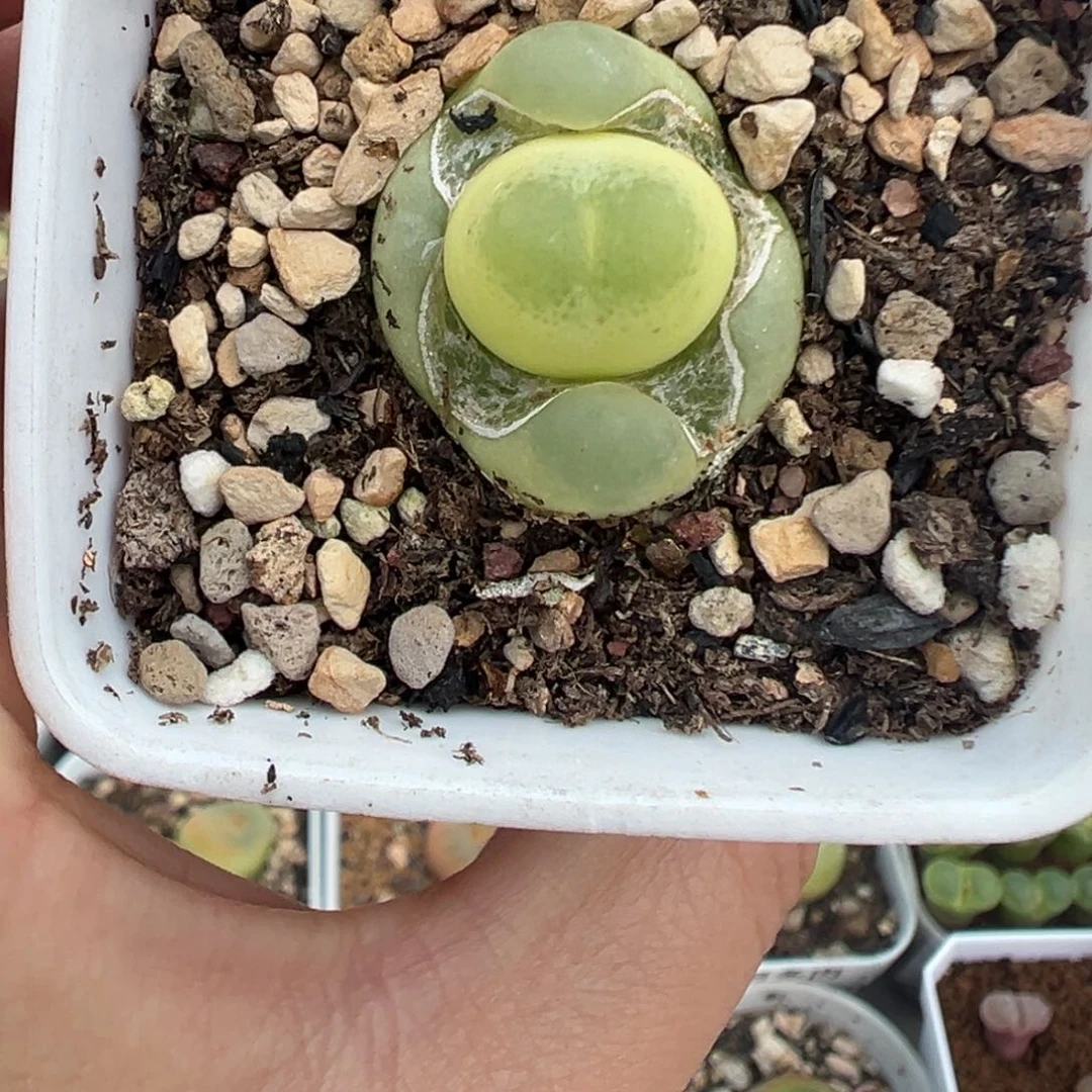 124拉登2606带盆土