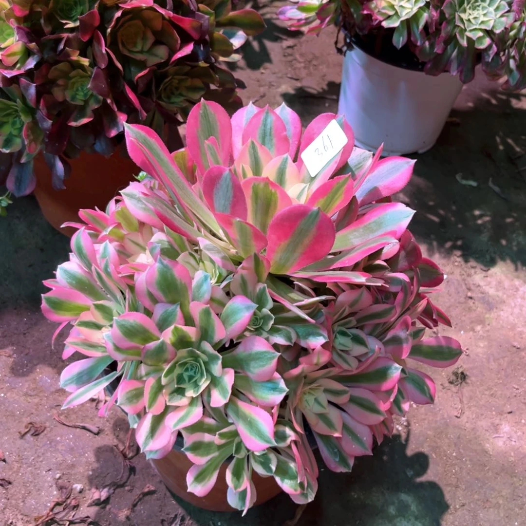 多肉植物女巫361