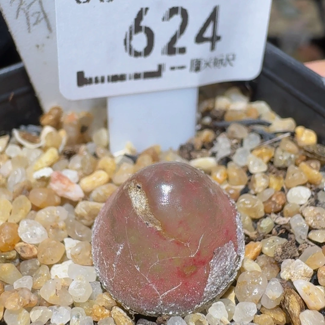 Ssss精品生石花624疤特