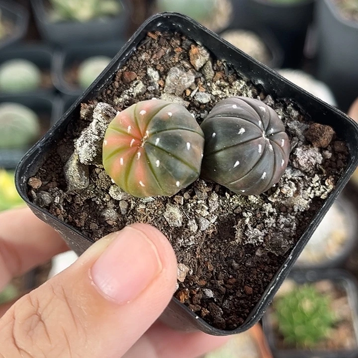 仙人球一物一拍实生7