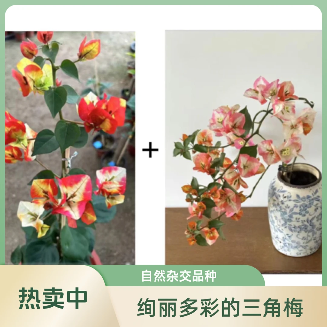 哪吒+凤凰（名贵组合）到手2颗三角梅基地直发不带花不带盆