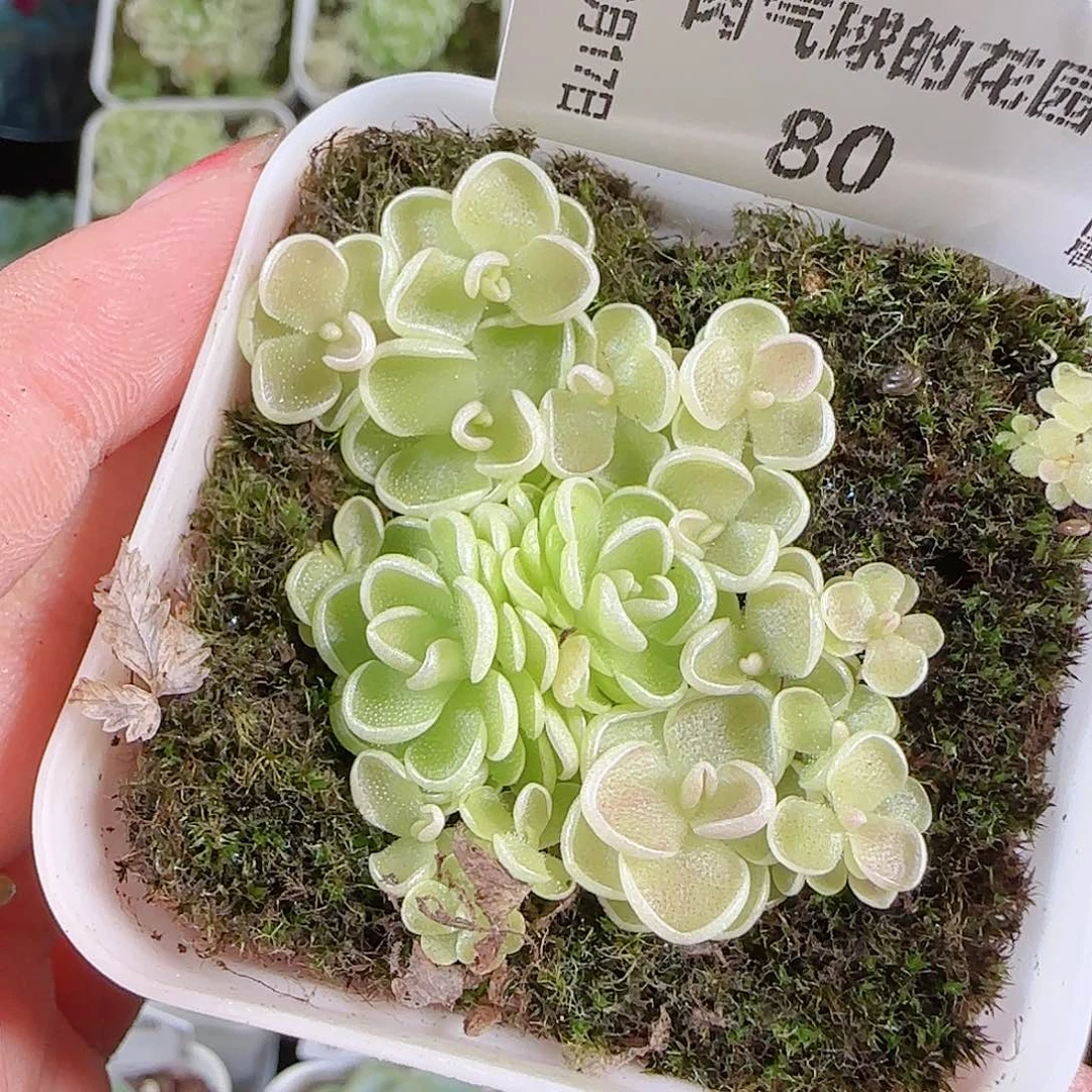 0917---80爱丽丝，