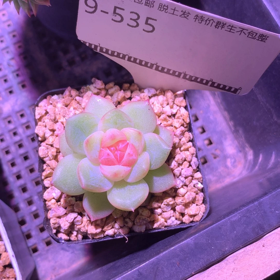 孤品珍妮精品多肉58包邮