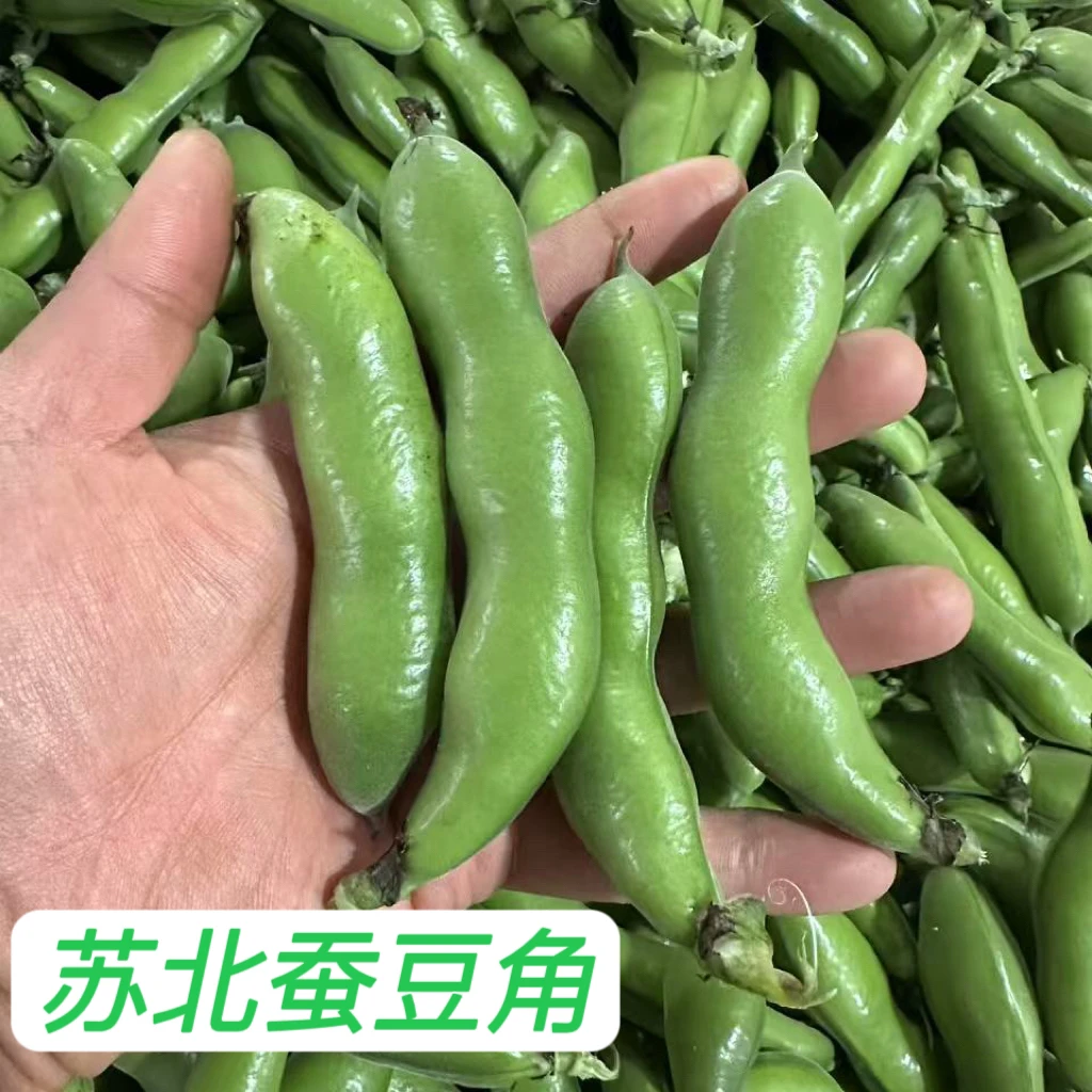 苏北发货顺丰快递新鲜带壳蚕豆 粉面蚕豆农家带壳生蚕豆