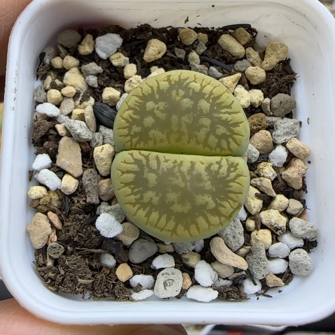 绿色c54母本福利30包邮