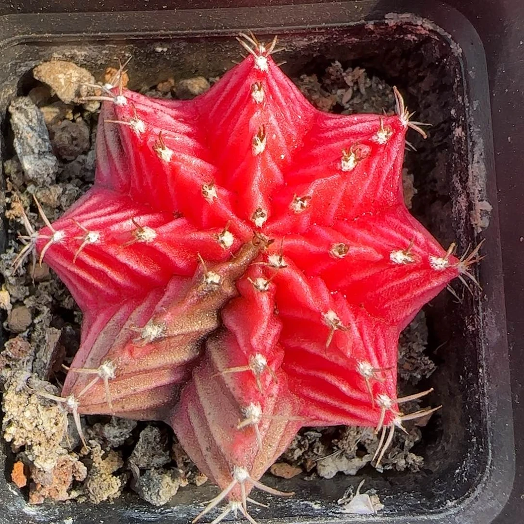 从前慢花园精选肋骨牡丹3