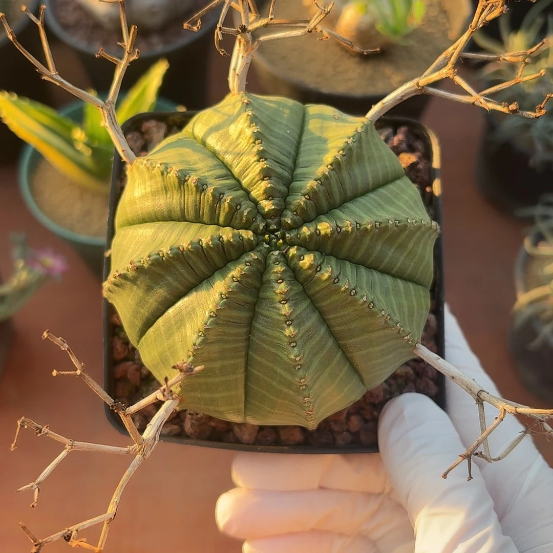 *****03号法丽达仙人球1