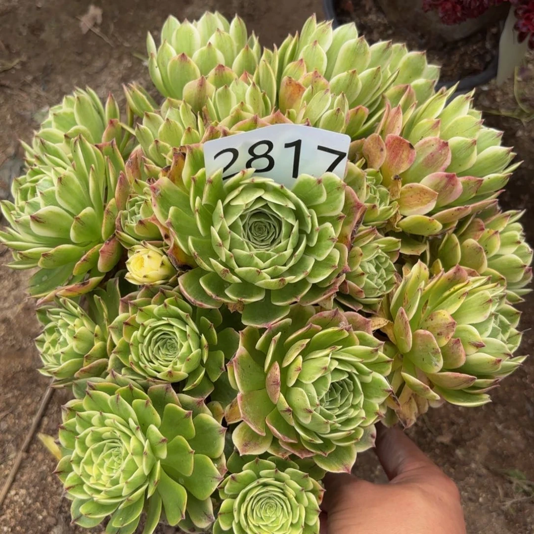 2817多肉植物伊莉莎白