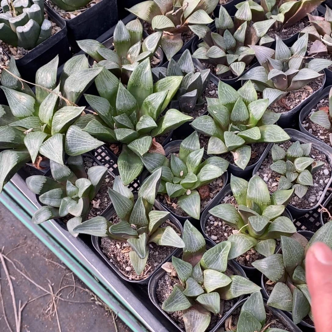 2428 一颗实生大寿 炸弹福利