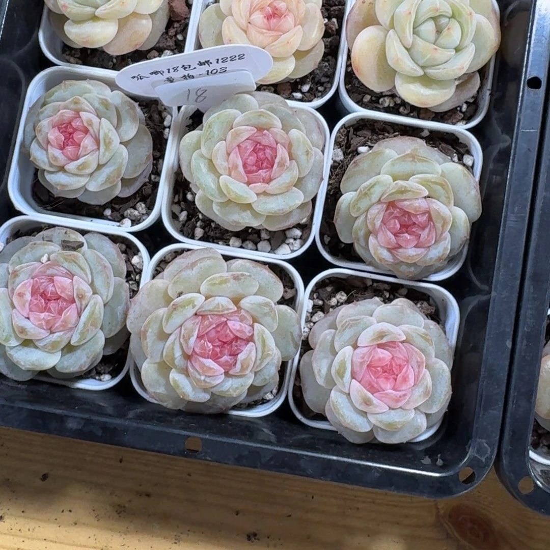 1222-103-少女心事一颗量拍