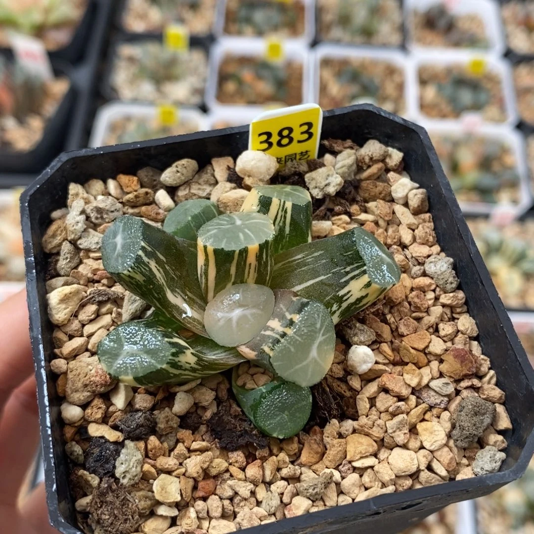 383玉龙万象锦一物一图