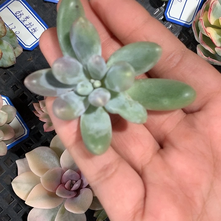 汤圆锦锦锦锦锦锦