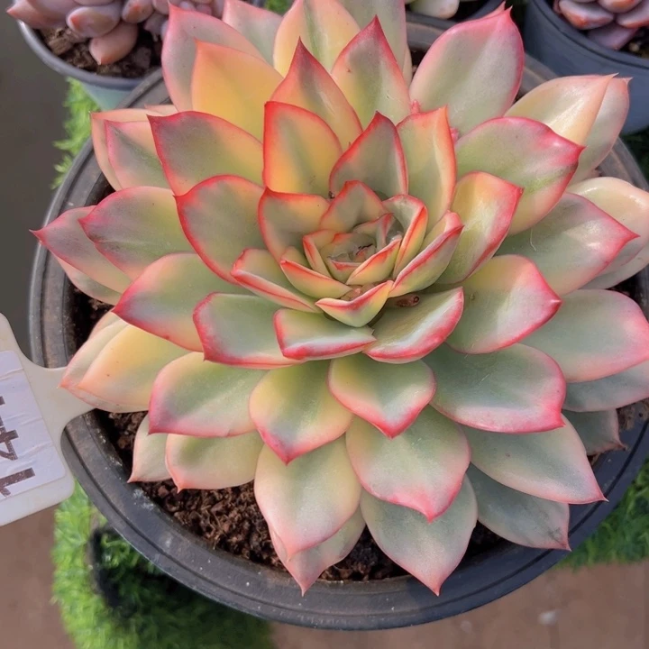 健健康康平平安安