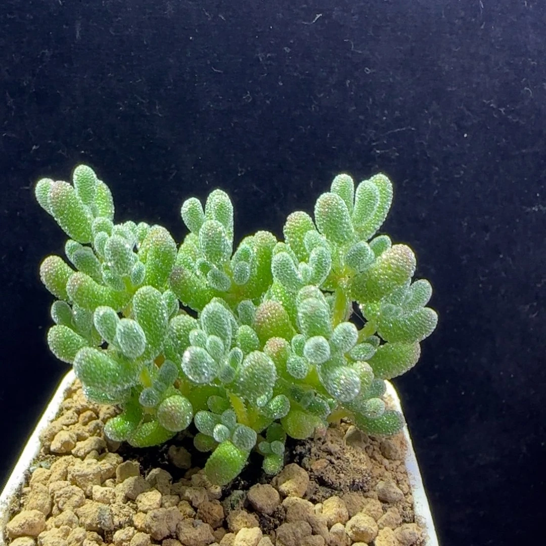 dy134实生冰晶白月光