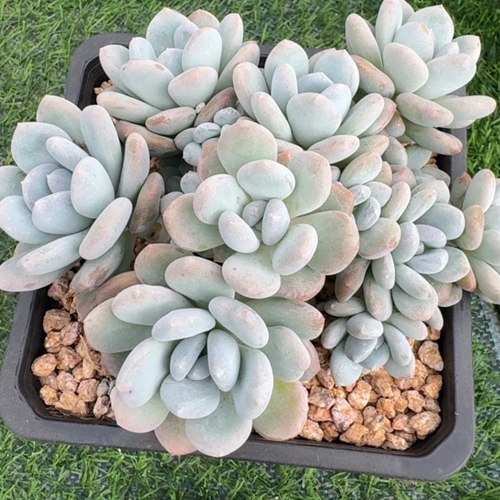 米雪多肉植物一物一拍