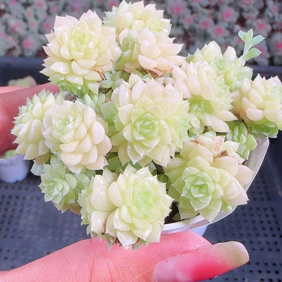 0923-64麦秆优选不包整