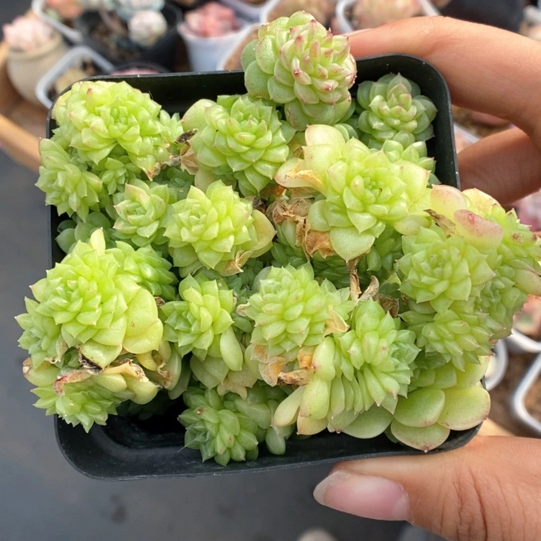 油透麦秆群生984号。