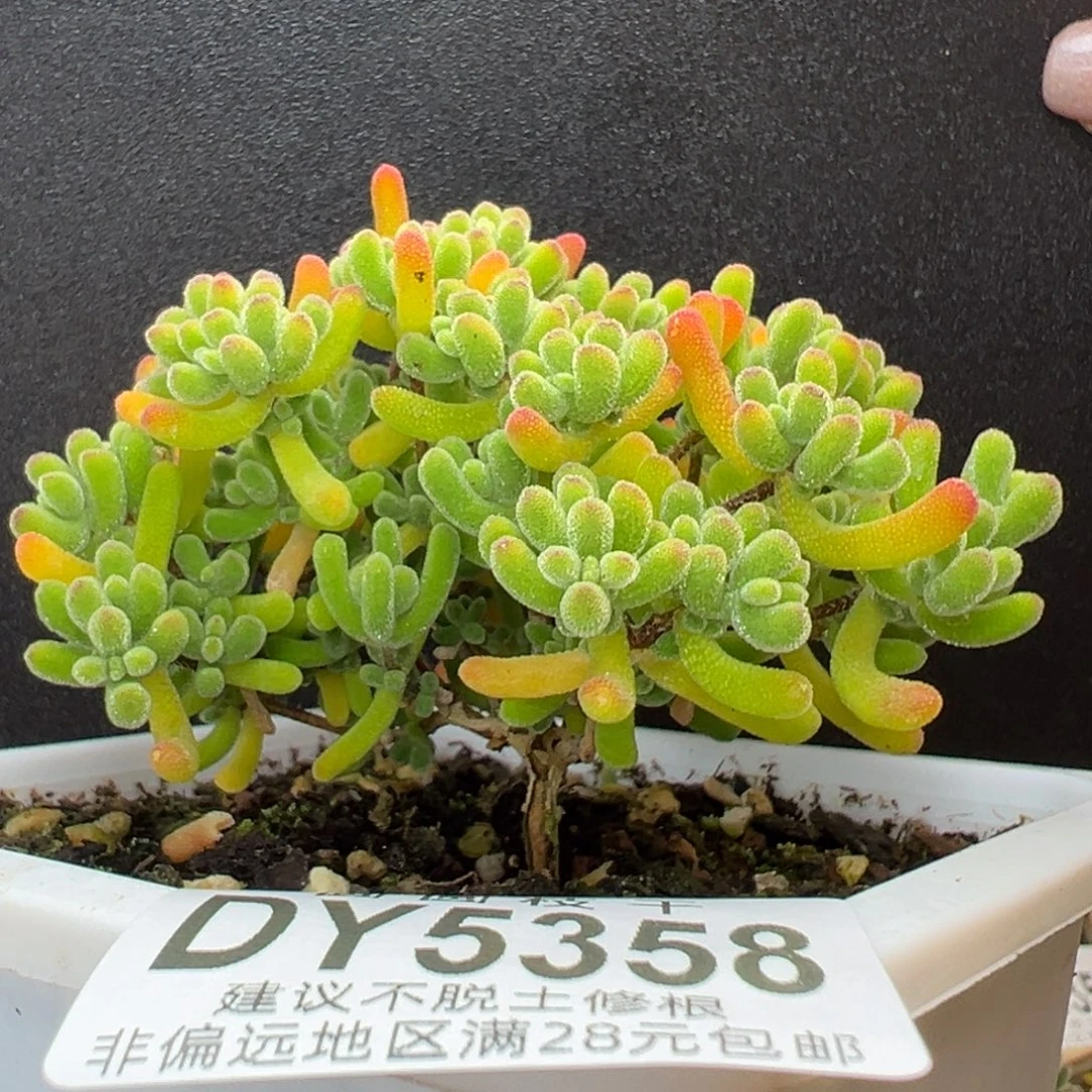 dy5358直杆蘑菇头小星星冠幅8cm