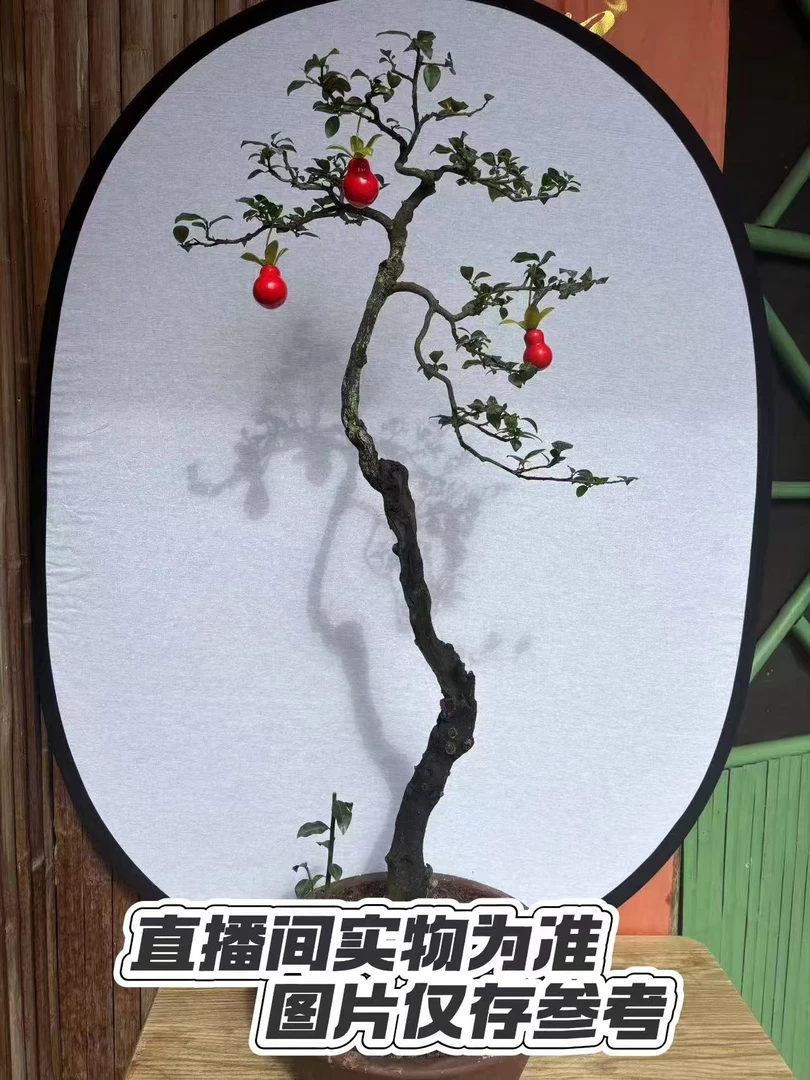 金弹子、老鸦柿盆景直播间专属链接，一物一拍。
