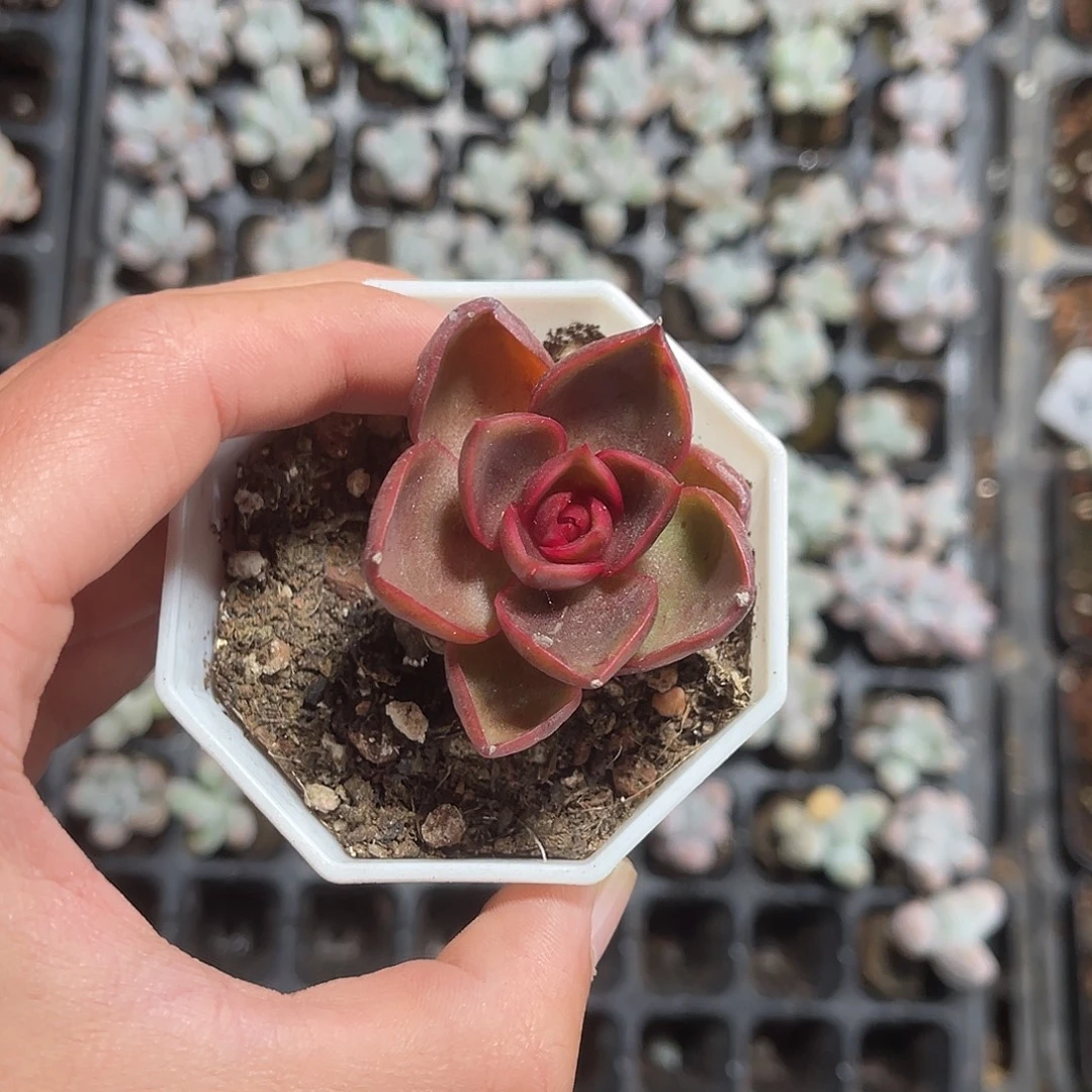 精品红灯带盆土发