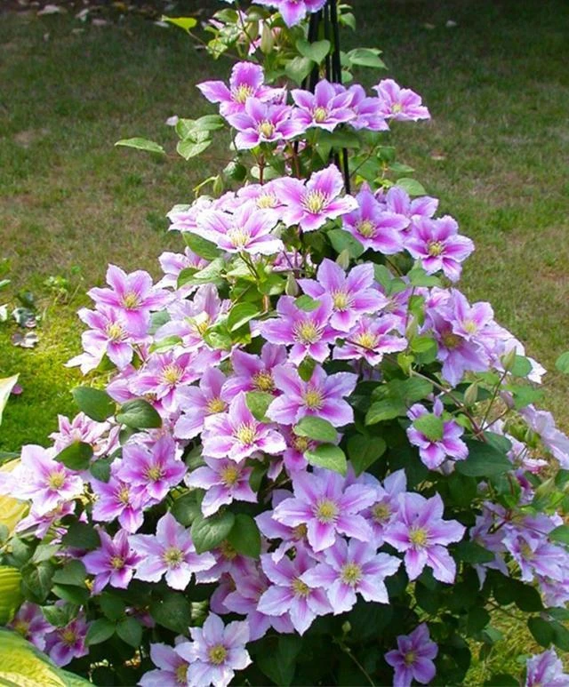 铁线莲 多年生藤本植物 丰花勤花 庭院盆栽地栽 阳台庭院 垂吊