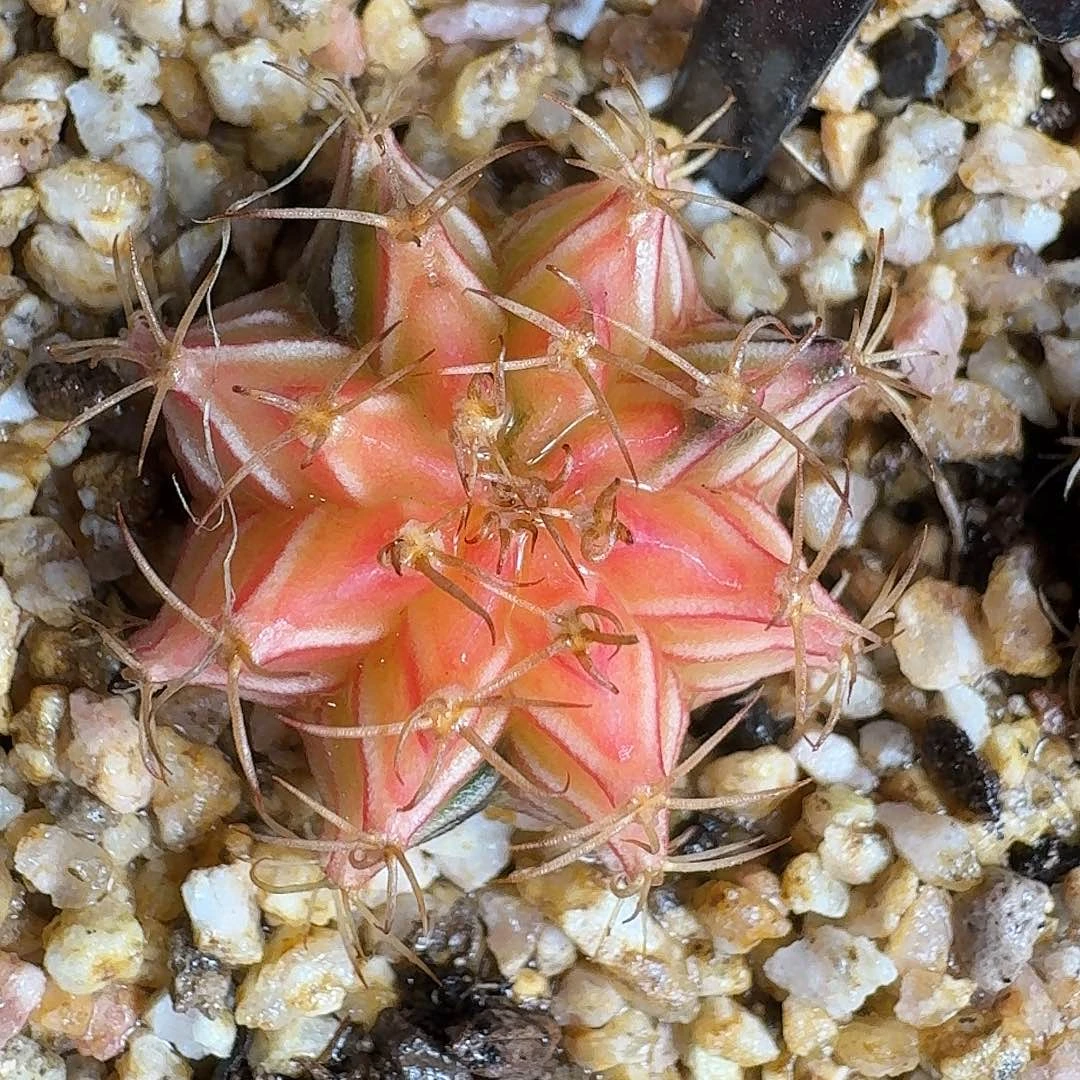 米哈实生自然锦28