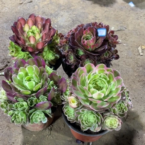 770多肉植物组合