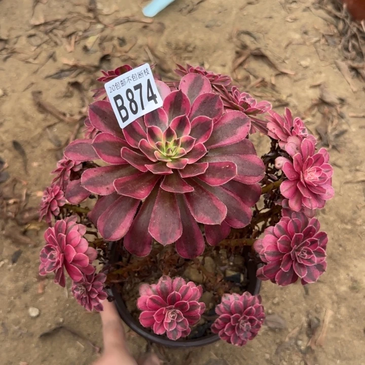 黑铜白……多肉植物……