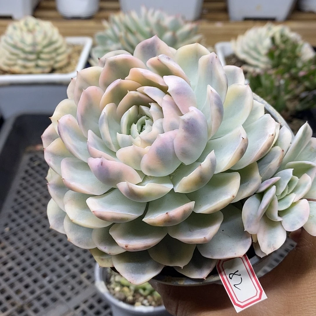 1782 大墨西哥雪球锦带崽