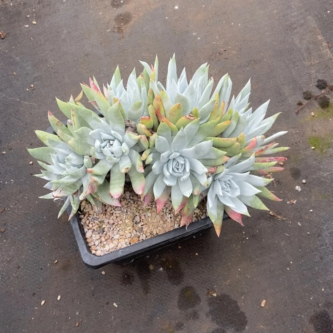 兔****专拍多肉植物啦啦啦