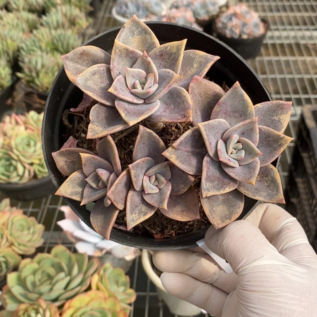 19729旭贺多头一物一拍