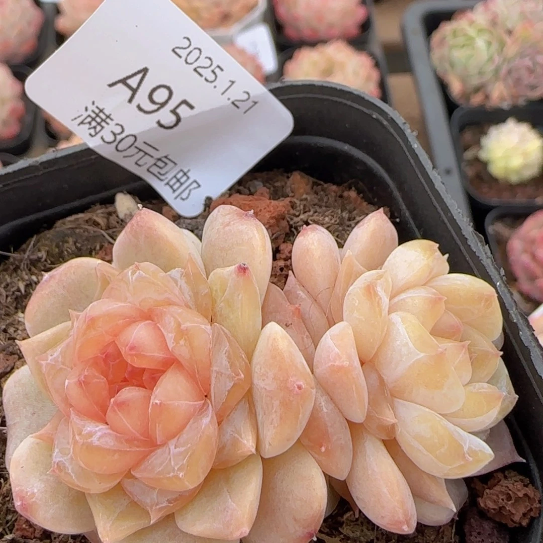 冰透珍妮双头一颗