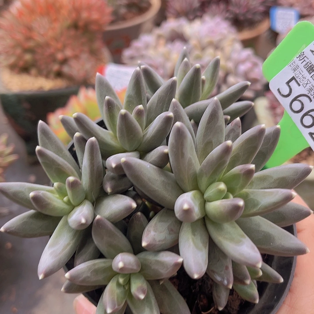 5662乌拉克拉多肉植物。